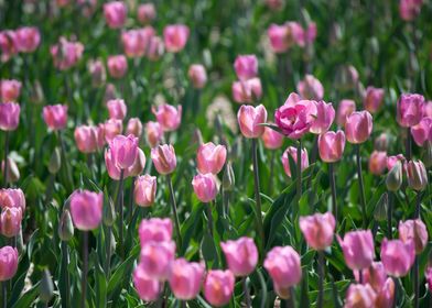 Field of Pink Tulips With Open Blooms in Sunshine
