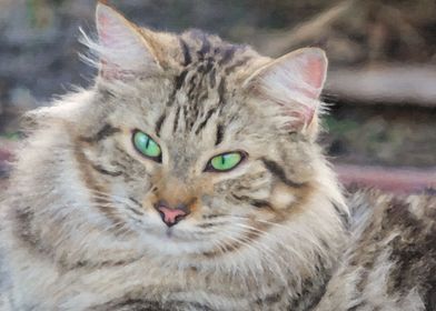 Portrait of a Green-eyed Maine Coon Cat
