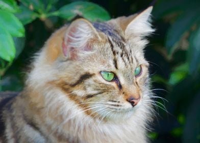 Stunning Green Eyed Maine Coon Cat 