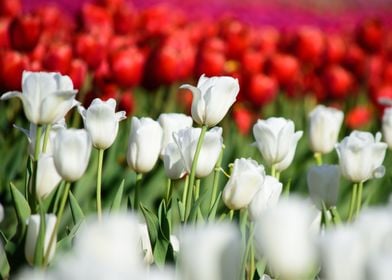 White Tulips in a field of red tulip flowers