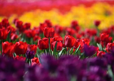Rainbow of color in tulip field with red tulips 