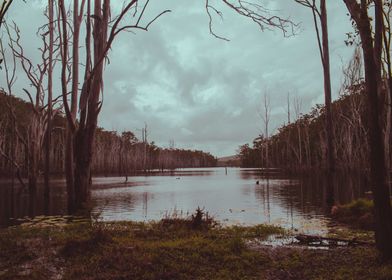 Dead Trees in a Lake