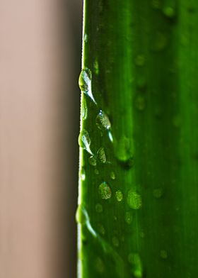 Green and drops