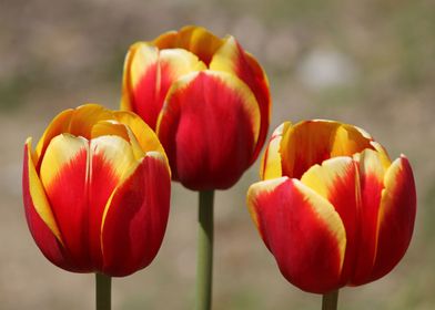 Three Tulips