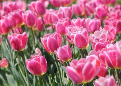 Field of Pink Tulips