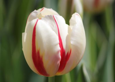 Tulips 06