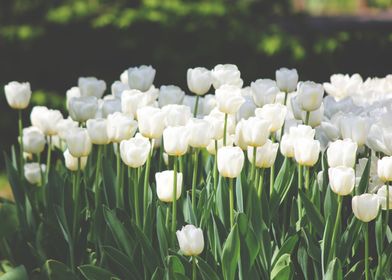 Field of White Tulips