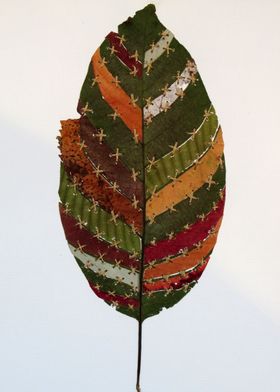 Frankenleaf or leafstein? A stiched leaf.