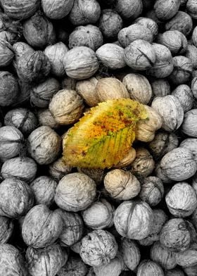 Elm leaf with a walnut background