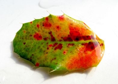 A lonely colourful holly leaf