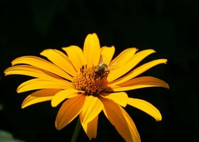 Spring and bee on the yellow flower