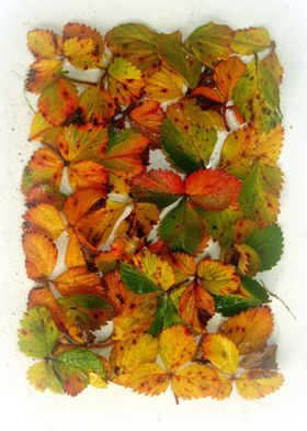 Strawberry leaves table.