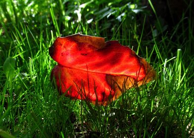 Bright red holly leaf in a juicy green grass 2.