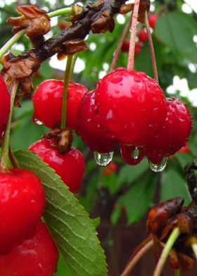 Tasty red cherries covered with a fresh rain drops
