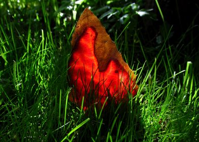 Bright red holly leaf in a juicy green grass.