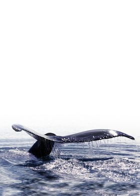 WHALE SONG 1 ICELAND by Monika Strigel