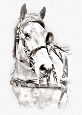 The portrait of horse II