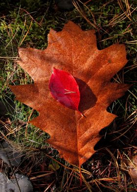 Oak leaf with some red one on it. In the forest.