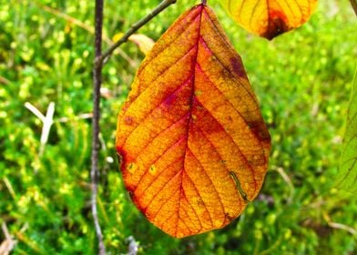 Autumn Colors