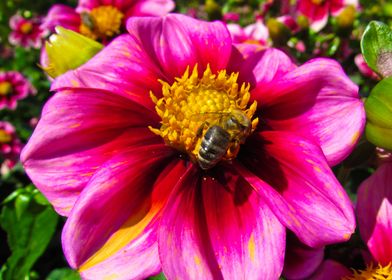 Dahlia Flower with Beautiful Bee