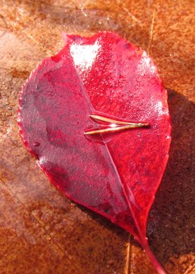 A red leaf lying gently on the oak leaf.
