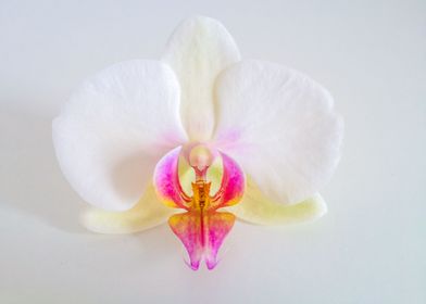 Orchid Flower