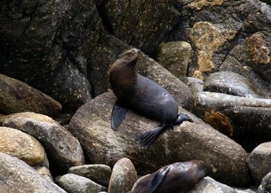 Proud Seal (Cape Foulwind)