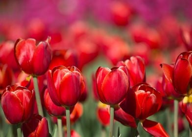 Red Tulip Field