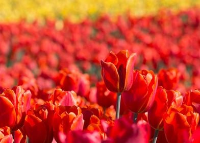 Standing Out - Rainbow of colors in a tulip field