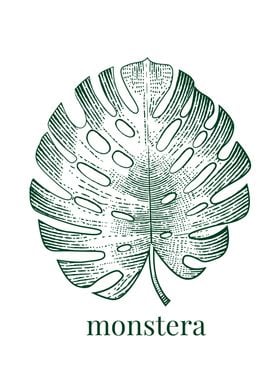 Monstera leaf