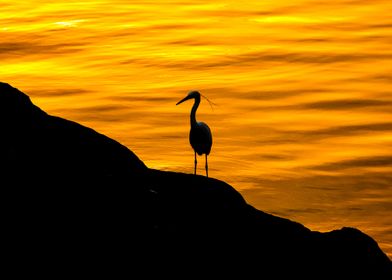 Silhouette Egret
