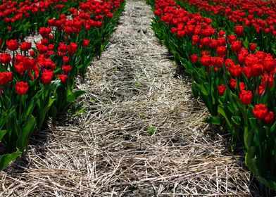 Path in a Field of Flowers with Red Tulips