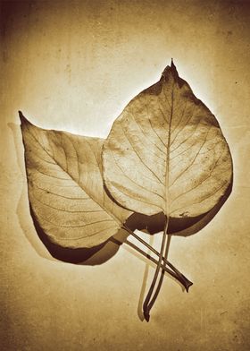 Two leaves 