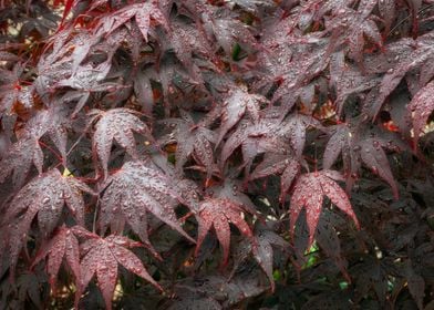 Water droplets hanging on Acer tree leaves