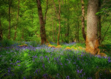 Bluebells and trees in the woodlands of Glynneath,