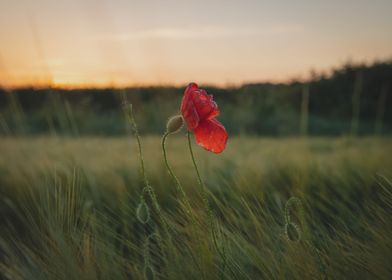 Lone Poppy