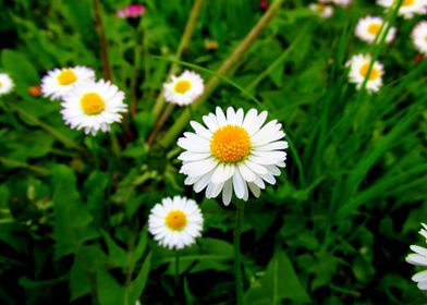 Daisies in the background of the green grass.