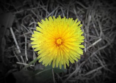 A lonely dandelion flower in the b&w grass.