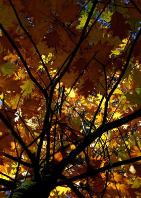 Leaves of Oak tree in the autumn sun