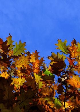 Oak leaves in the autumn sun and the blue sky.