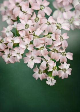  Blush Pink Flowers on Emerald Green