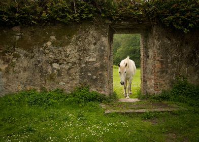 An Elegant White Horse in Stone Doorway
