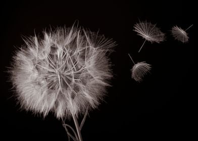 Dandelion with Wishes Blowing in the Wind
