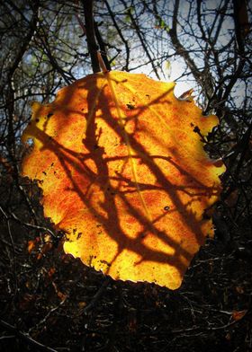 Orange populus leaf in an 