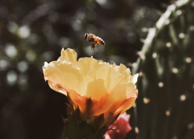 Cactus & The Bee