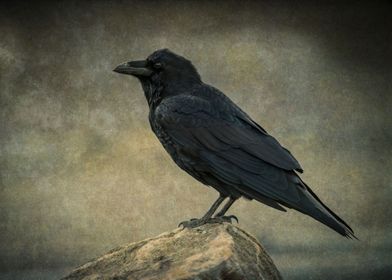 Portrait of a Raven
