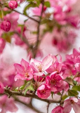 Bright Pink Crabapple Blossom