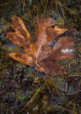 Frozen Maple Leaf