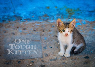 One Tough Kitten' Poster by Jennylynn Fields | Displate