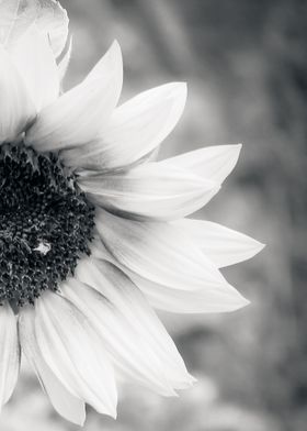 Sunflower BW